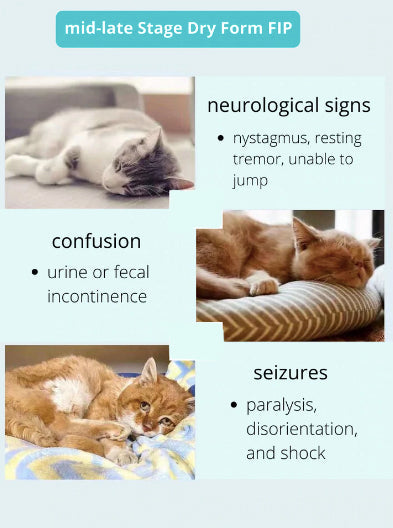 FIP Treatment Injection 20mg/ml 10ml ph1.8（Gs441524 Liquid Formula Supplement for feline infectious peritonitis(FIP & FIPV)）
