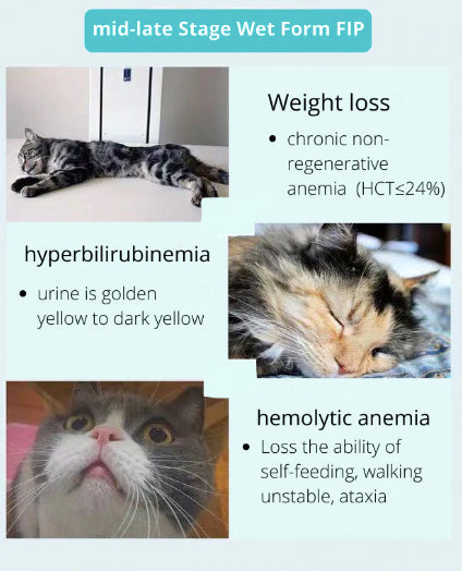 FIP Treatment Injection 20mg/ml 10ml ph1.8（Gs441524 Liquid Formula Supplement for feline infectious peritonitis(FIP & FIPV)）